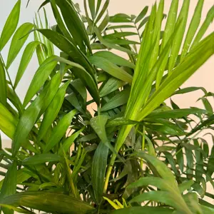 4 Indoor Plants - Mia Pink Collection - image 5