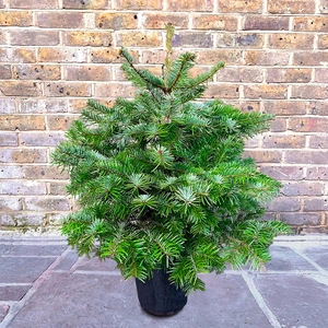 [4] Nordmann Pot Grown H100-125cm Real Christmas Tree - image 1