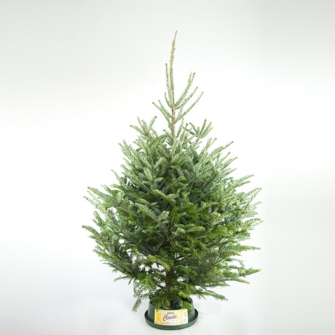 4Ft Fraser Fir Real Cut Christmas Tree The Boma Garden Centre