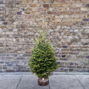 4Ft Fraser Fir Real Cut Christmas Tree - image 1