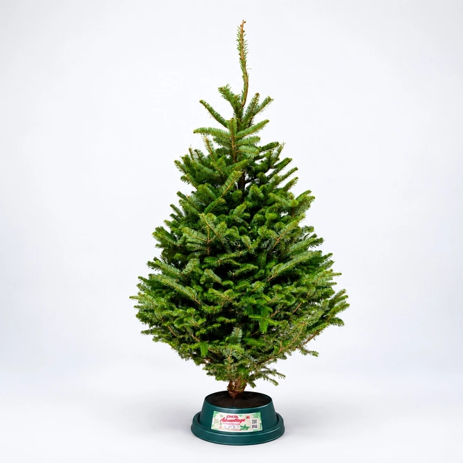 5-6Ft Fraser Fir Premium (150-180cm) Real Cut Christmas Tree - image 1