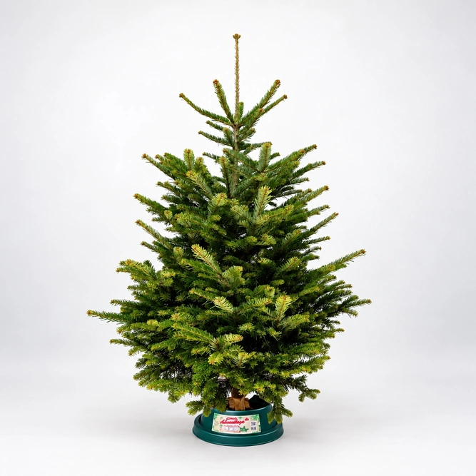 5-6Ft Nordmann Fir Premium Cut (150-180cm) Christmas Tree - image 1