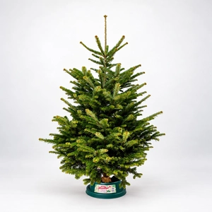 5-6Ft Nordmann Fir Premium Cut (150-180cm) Christmas Tree