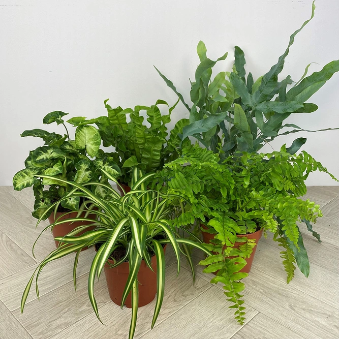 5 Air Cleaning Houseplants - image 1