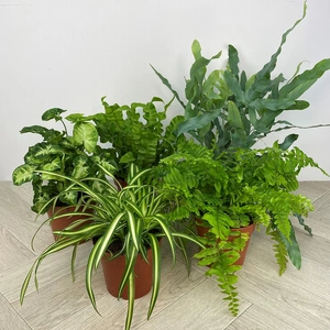 5 Air Cleaning Houseplants - image 1
