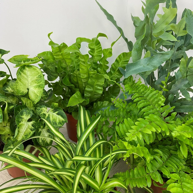 5 Air Cleaning Houseplants - image 2
