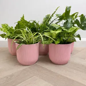 5 Air Cleaning Houseplants & Pink Pots Collection - image 1