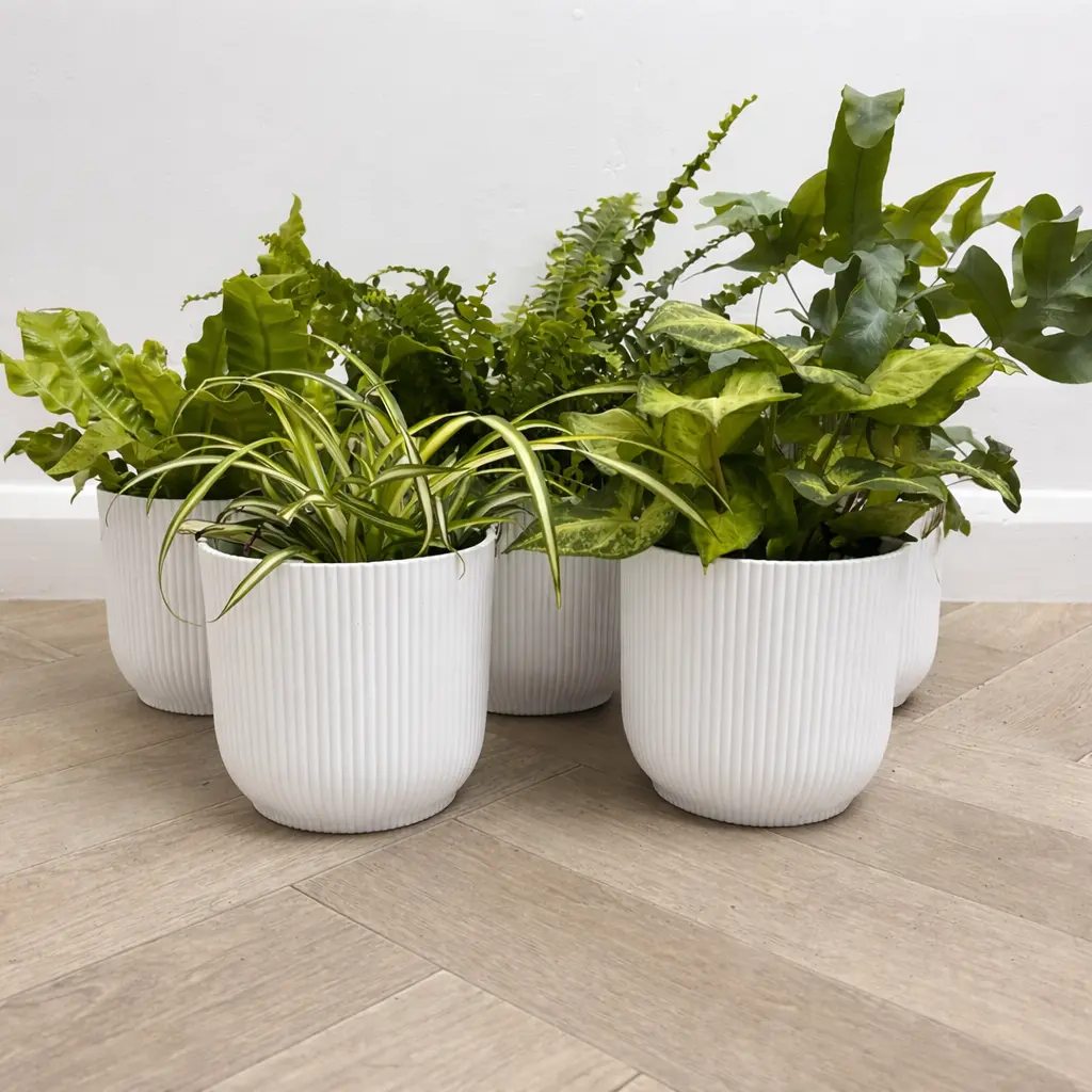 5 Air Cleaning Houseplants & White Pots Collection - The Boma Garden Centre