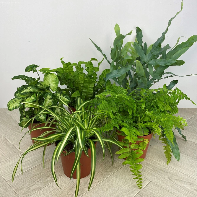 5 Air Cleaning Houseplants - Willow Collection (Pot Covers Excluded) - image 1