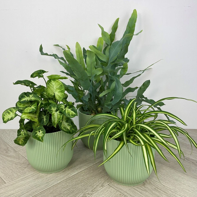 5 Air Cleaning Houseplants - Willow Collection (Pot Covers Excluded) - image 3
