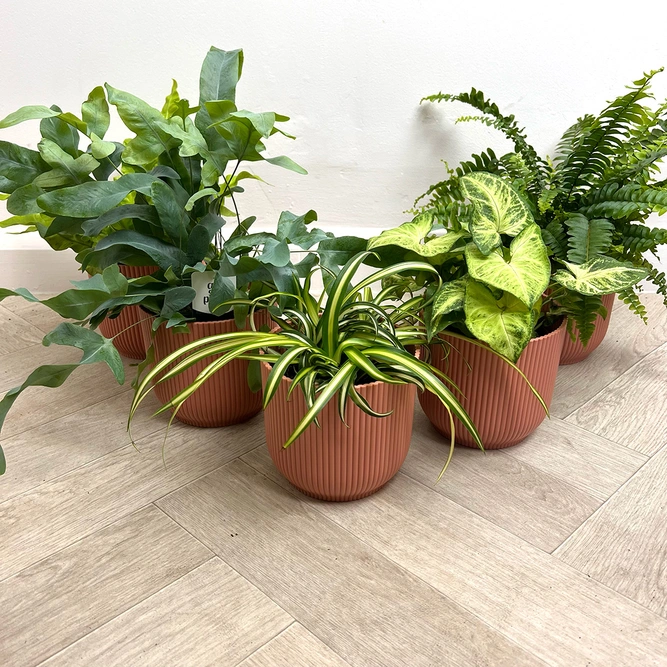 5 Air Cleaning Houseplants - Willow Pink Collection - image 1