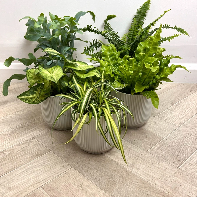 5 Air Cleaning Houseplants - Willow White Collection - image 1