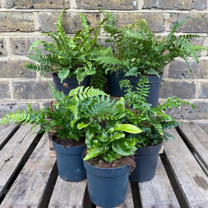 5 Ferns in terracotta Pots & Saucers Collection - Boma Bundles - image 2