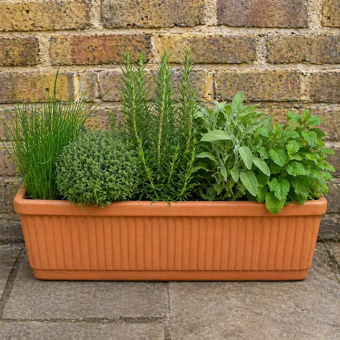 5 Herbs in Terracotta Window Box  - image 1