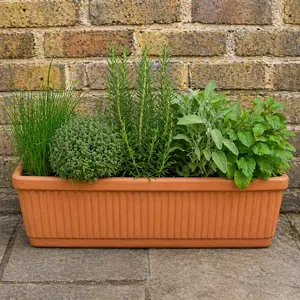 5 Herbs in Terracotta Window Box  - image 1