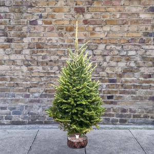 5Ft Fraser Fir Real Cut Christmas Tree - image 1