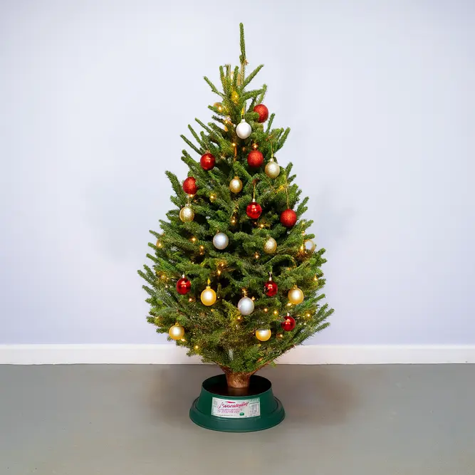 6-7Ft Fraser Fir Premium (180-210cm) Real Cut Christmas Tree - image 2