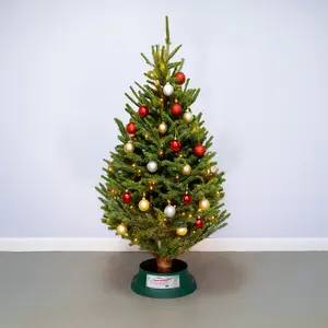 6-7Ft Fraser Fir Premium (180-210cm) Real Cut Christmas Tree - image 2