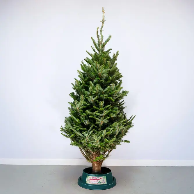 6-7Ft Fraser Fir Premium (180-210cm) Real Cut Christmas Tree - image 1