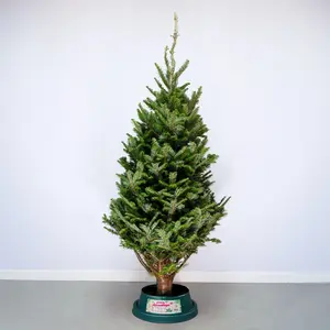 6-7Ft Fraser Fir Premium (180-210cm) Real Cut Christmas Tree - image 1
