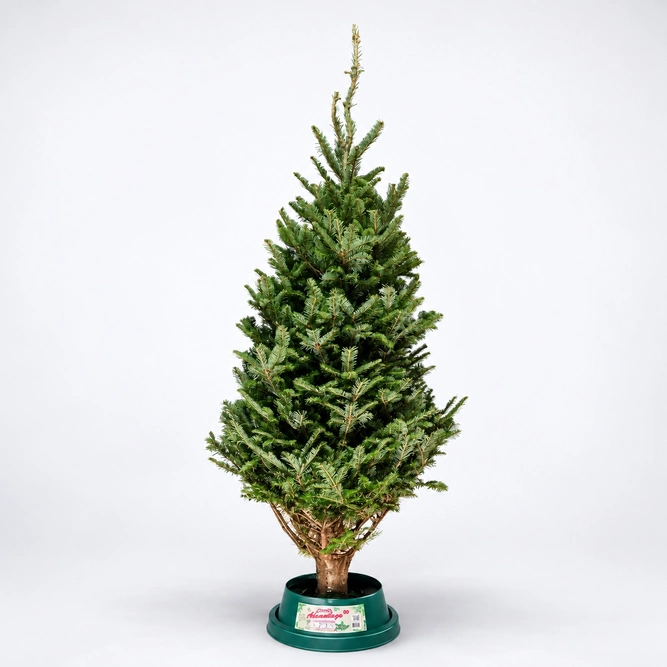 6-7Ft Fraser Fir Premium (180-210cm) Real Cut Christmas Tree - image 1