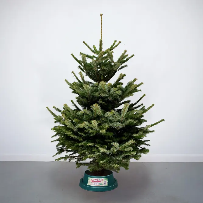 6-7Ft Nordmann Fir Premium Cut (180-210cm) Christmas Tree - image 1