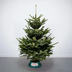 6-7Ft Nordmann Fir Premium Cut (180-210cm) Christmas Tree - image 1