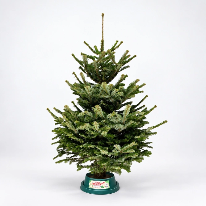 6-7Ft Nordmann Fir Premium Cut (180-210cm) Christmas Tree - image 1