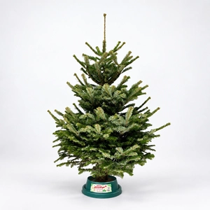 6-7Ft Nordmann Fir Premium Cut (180-210cm) Christmas Tree
