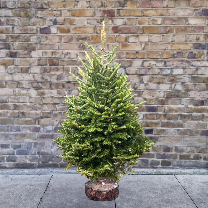 6Ft Fraser Fir Real Cut Christmas Tree - image 1