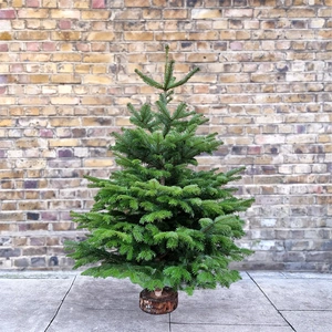 6Ft Nordmann Fir Real Cut Christmas Tree