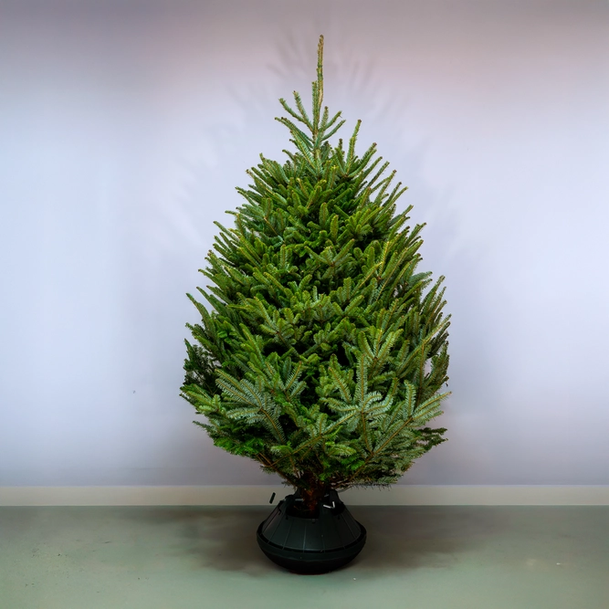 7-8Ft Fraser Fir Premium (210-240cm) Real Cut Christmas Tree - image 1