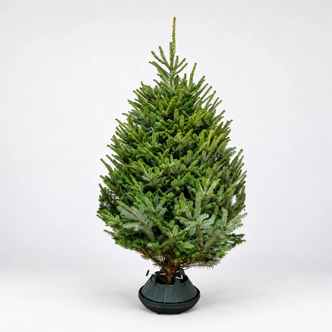 7-8Ft Fraser Fir Premium (210-240cm) Real Cut Christmas Tree - image 1