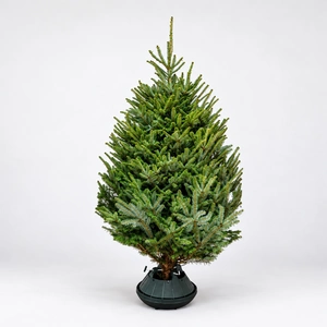 7-8Ft Fraser Fir Premium (210-240cm) Real Cut Christmas Tree