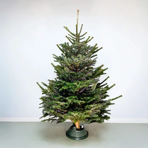7-8Ft Nordmann Fir Premium Cut (210-240cm) Christmas Tree