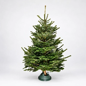 7-8Ft Nordmann Fir Premium Cut (210-240cm) Christmas Tree