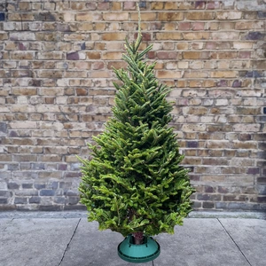 7Ft Fraser Fir Real Cut Christmas Tree - image 1