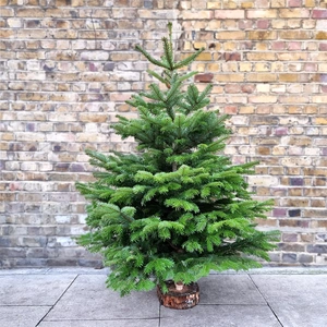 7Ft Nordmann Fir Real Cut Christmas Tree