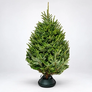 8-9Ft Fraser Fir Premium (240-270cm) Real Cut Christmas Tree