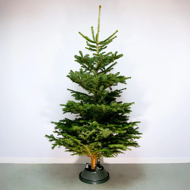 8-9Ft Nordmann Fir Premium Cut (240-270cm) Christmas Tree - image 1