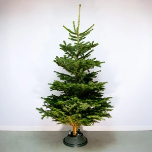 8-9Ft Nordmann Fir Premium Cut (240-270cm) Christmas Tree - image 1