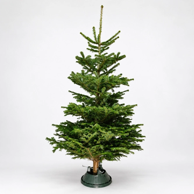 8-9Ft Nordmann Fir Premium Cut (240-270cm) Christmas Tree - image 1