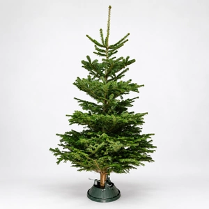 8-9Ft Nordmann Fir Premium Cut (240-270cm) Christmas Tree