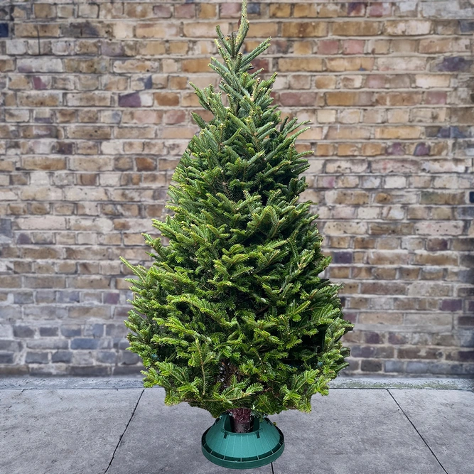 8Ft Fraser Fir Real Cut Christmas Tree - image 3