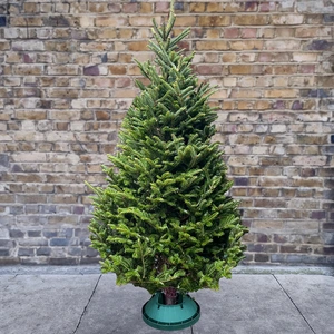 8Ft Fraser Fir Real Cut Christmas Tree - image 1