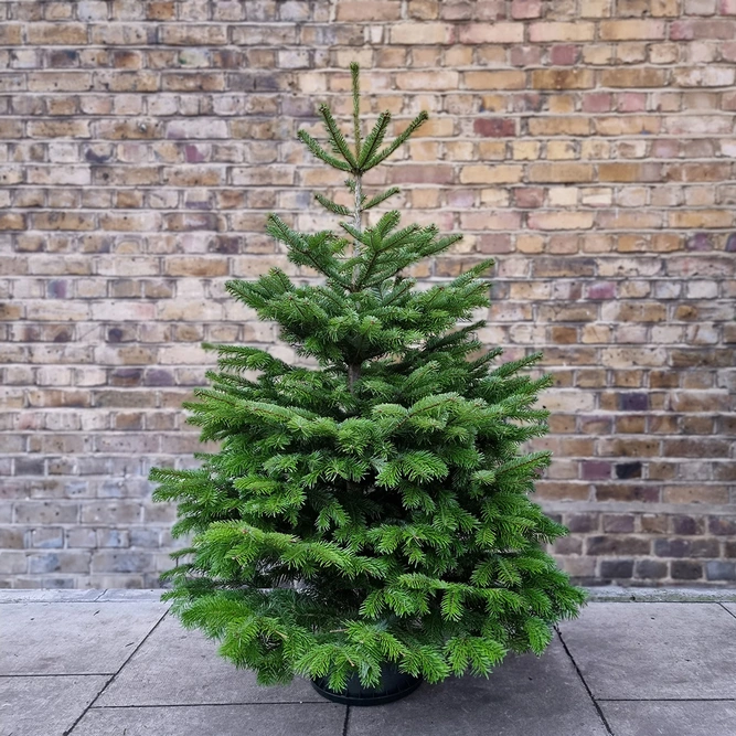 8Ft Nordmann Fir Real Cut Christmas Tree - image 1