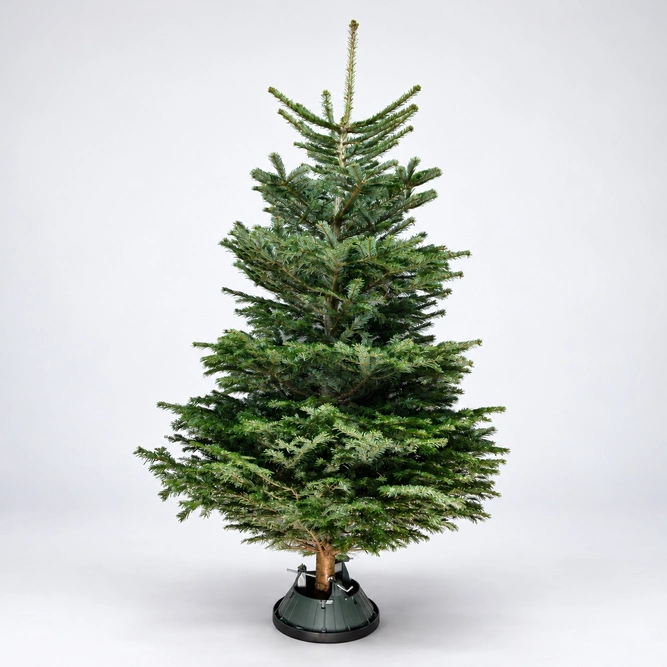 9-10Ft Nordmann Fir Premium Cut (270-300cm) Christmas Tree - image 1