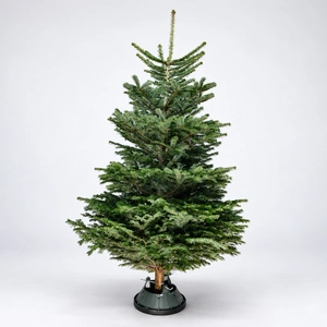 9-10Ft Nordmann Fir Premium Cut (270-300cm) Christmas Tree