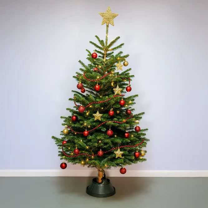 9-10Ft Nordmann Fir Premium Cut (270-300cm) Christmas Tree - image 3