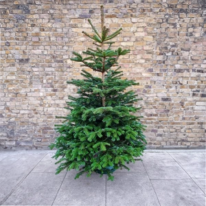 9Ft Nordmann Fir Real Cut Christmas Tree